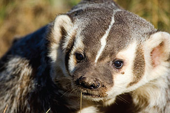 colour photo of the American Badger.