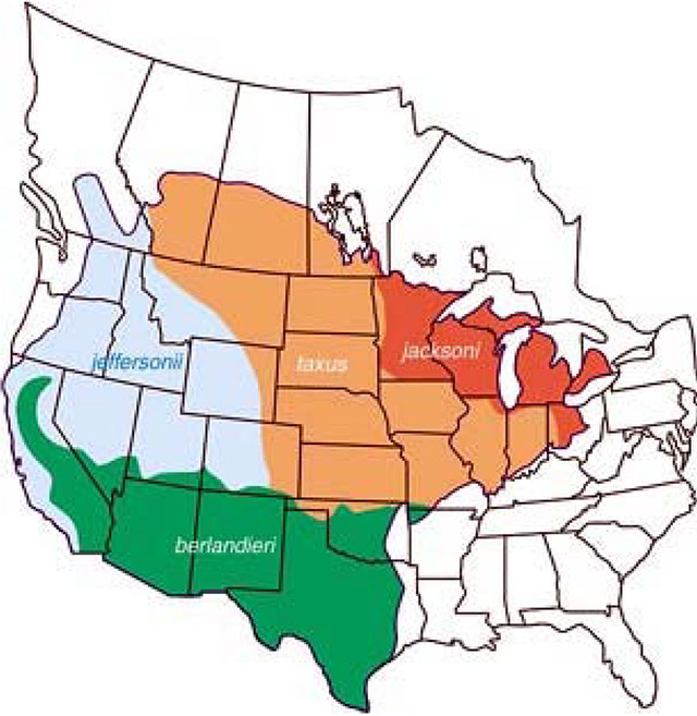 Map of north America depicts the ranges of four american badgers. Jeffersonii badger range in western North America is light grey. The berlanieri in south west America is depicted in green. The taxus in central North America is depicted in yellow and the jacksoni in the central east part of North America is depicted in red.
