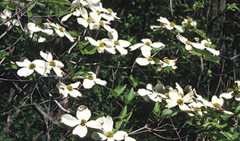 Eastern Flowering