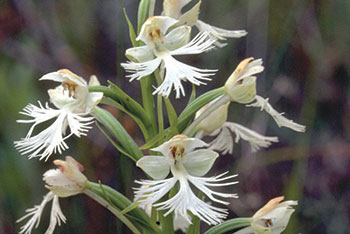 Colour photo of Eastern Prairie Fringed-orchid