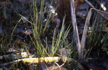 Colour photograph of Engelmann’s Quillwort in Ontario. The plant is highlighted in sunlight and sits amongst leaves and other plants.