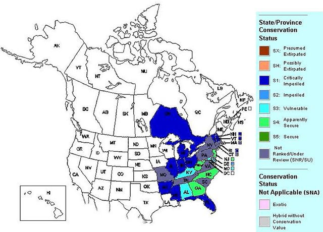 Colour map of North America. Legend shows that brown represents presumed extirpated, orange represents possibly extirpated, dark blue represents critically imperiled, light blue represents imperiled , aqua blue represents vulnerable, light green represents apparently secure, dark green represents secure, purple represents not ranked areas, light purple represents exoticareas and grey represents hybrid without conservation value areas.
