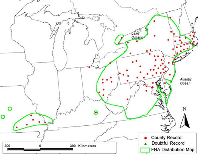 Line map of the global distribution of Few-flowered Club-rush/Bashful Bulrush focussing on the area south of Lake Ontario to the Atlantic Ocean and west to the Great Lakes. Legend states that red circles represent the County record, green triangles represent the doubtful record and neon green outlines represent the Flora of North America distribution map.
