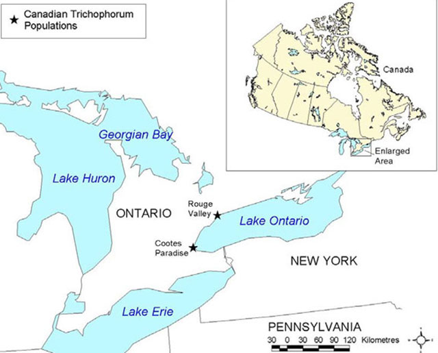 Colour line map of Canada with a detail of the Canadian distribution of Few-flowered Club-rush/Bashful Bulrush around the Great Lakes. Legend states that the Canadian Trichophorum populations are represented by a black star.