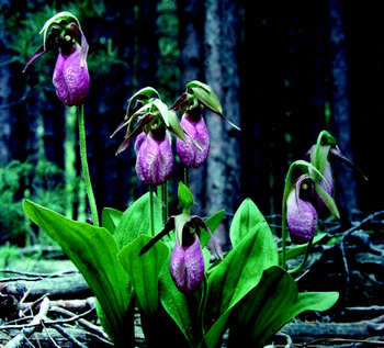 Photo of Pink Lady’s Slipper