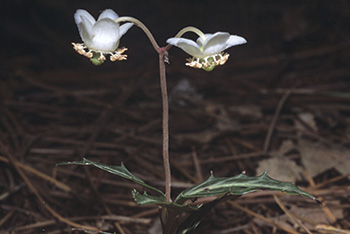 This is a photo of the Spotted Wintergreen