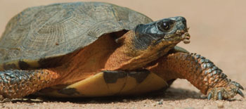 Colour photograph of the Wood Turtle species in Ontario. The turtle is brownish-orange with a green shell and green patches on its face and top portion of its flippers. The photograph captures the turtle walking on a beach.