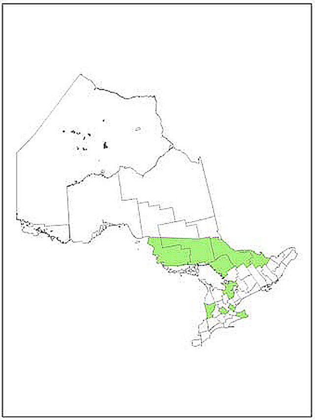 "black and white line map of areas in Ontario in which regulation of habitat is recommended for Wood Turtles highlighted in green.