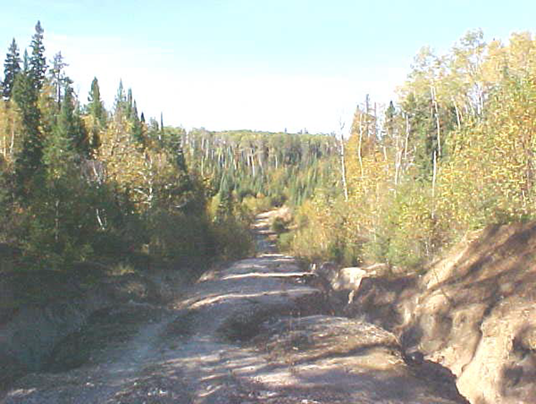 Photo of a dirt road in the Pinard Moraine conservation reserve within an old forest.