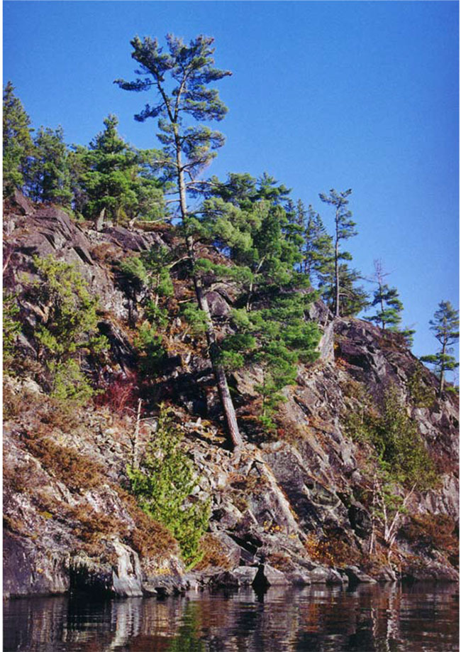 This photo shows Pine on Steep, rocky shoreline, Pipestone Lake.