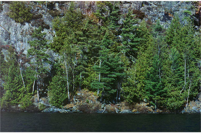 This photo shows Eastern white pine and cedar on Pipestone Lake.