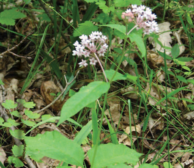 Four-leaved Milkweed