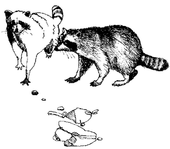 Hand drawn illustration of two raccoons near garbage.