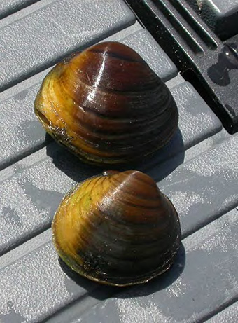This is figure 1 displaying two Round Hickorynut specimens