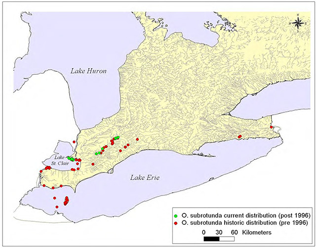 This is figure 3 depicting the distribution of the Round Hickorynut in Canada.