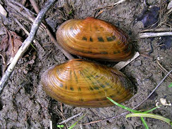This is figure 4 displaying two kidneyshell specimens from the Sydenham River