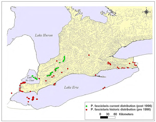 This is figure 6 map depicting the distribution of the Kidneyshell in Canada.