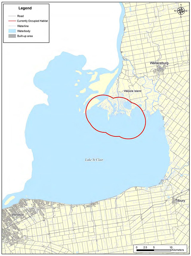 This is figure 8 map depicting currently occupied habitat zone for the Round Hickorynut in the Lake St. Clair