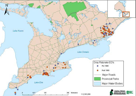 Colour map of Ontario. Legend has blue circles representing occurrences prior to 1980, red circles represent occurrences after 1980, green lines represent major roads, green areas represent provincial parks, and blue areas represent major water bodies. Map has a 250 kilometre scale.