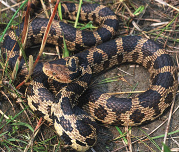 Colour photograph of the Eastern Foxsnake from one of the Carolinian or Georgian Bay populations in Ontario. The snake is beige with large black spots on top and smaller black spots on its side. The photo captures the snake slithering around on a muddy grassy patch of land.