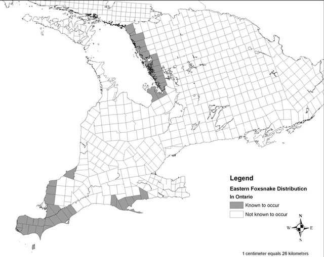  Grayscale map of the current distribution of Eastern Foxsnake in Ontario. Legend states that gray areas represent area where Eastern Foxsnake distribution is known to occur and white areas represent area where Eastern Foxsnake distribution is not known to occur.