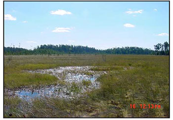 This photo shows Rich fen found within the reserve.