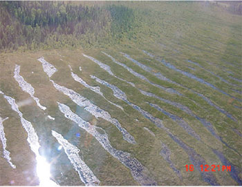 This photo shows Distinctive string pattern in the rich fen.
