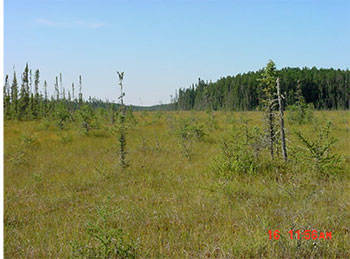 This photo shows Treed fen and open fen make up 35% of the Conservation Reserve.