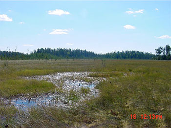 This photo shows Several regionally rare plants inhabit the rich fen.