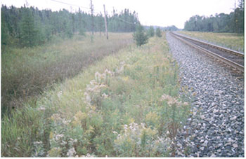 This photo shows The CPR rail line borders the Conservation Reserve on the southwest.