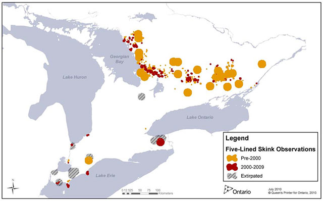 Grey and white map of southern Ontario depicts observations of the Common Five-lined Skink prior to 2000 in yellow splotches. Observations from the period of 2000-2009 are depicted with red splotches. Areas where the species has been extirpated are depicted in grey shading.