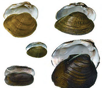 Collection of five different species of shellfish