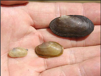 photo of three Mudpuppy Mussels.