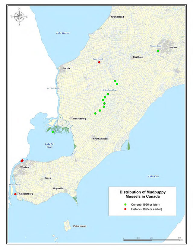 colour map of the distribution of Mudpuppy Mussels in southern Ontario. Green dots depict current, 1996 or later, areas. Red dots depict historical, prior to 1995, areas.