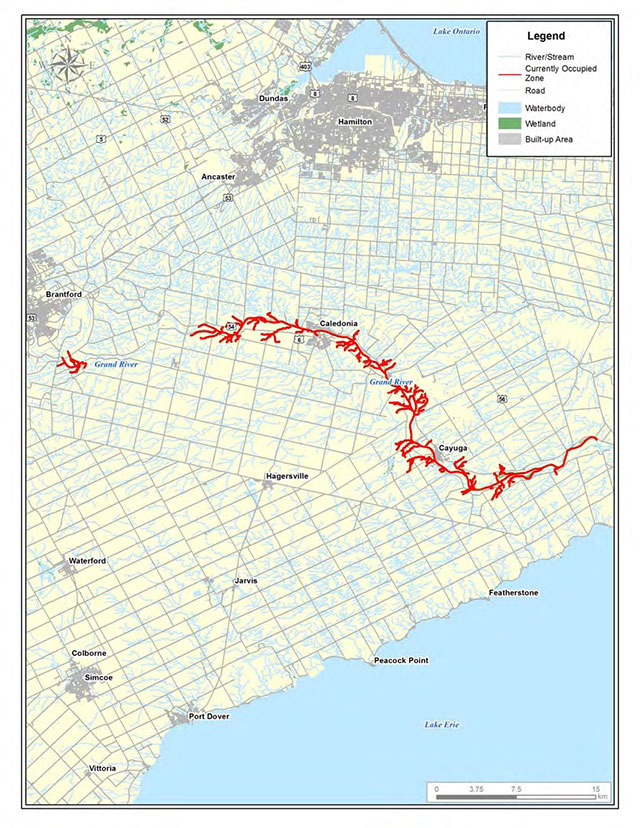 colour map depicts the habitat currently occupied by the Round Pigtoe in the Grand River with red lines. Rivers and streams are depicted in light grey, roads are depicted in a darker grey. Waterways are depicted in light blue, wetlands are depicted in green and built up areas are darker grey.