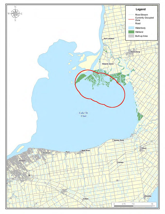 colour map depicts the habitat currently occupied by the Round Pigtoe in the Lake St. Clair Delta with a red line. Rivers and streams are depicted in light grey, roads are depicted in a darker grey. Waterways are depicted in light blue, wetlands are depicted in green and built up areas are darker grey.