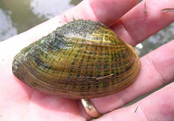 photo of the Snuffbox mussel.