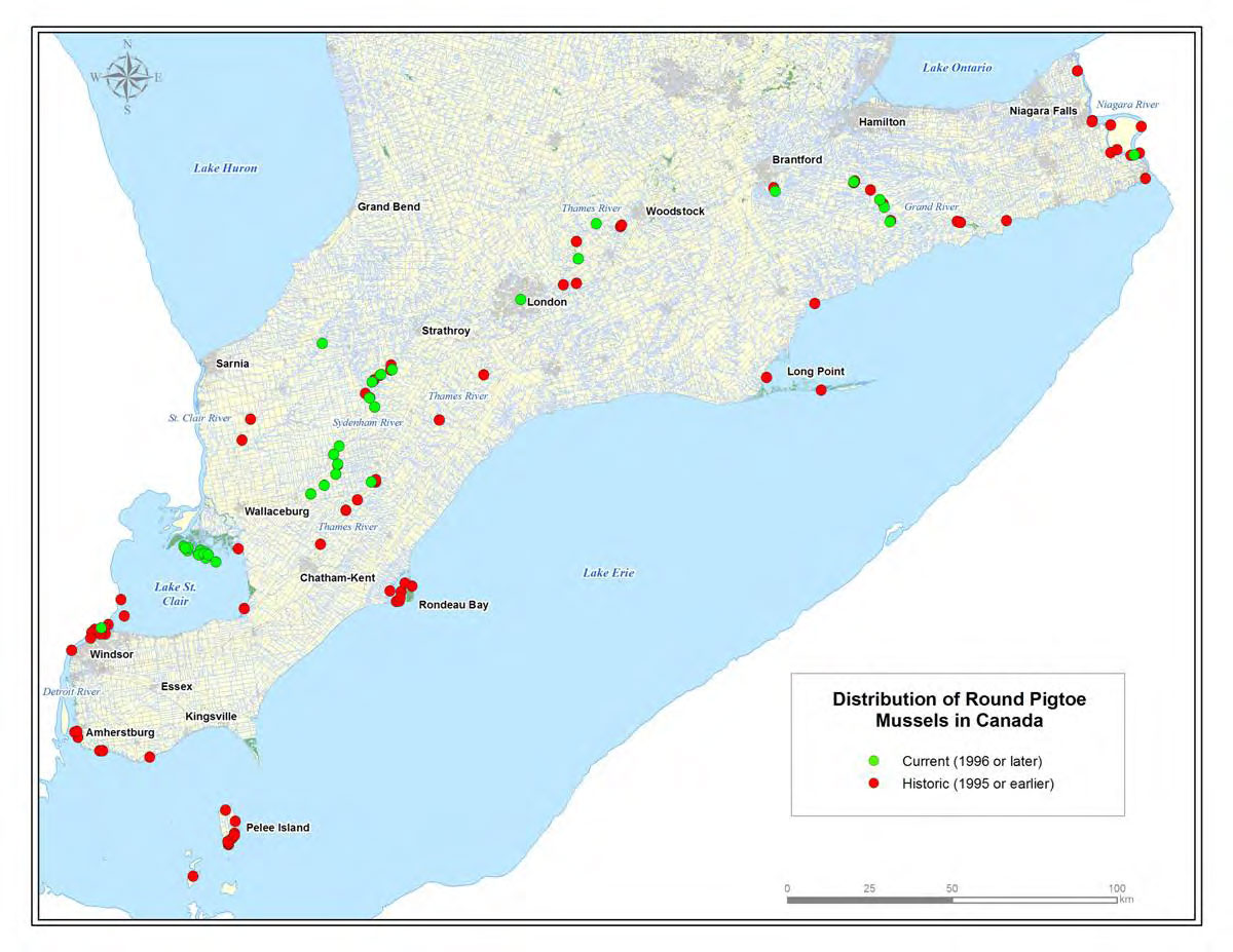colour map depicts the distribution of Round Pigtoe Mussels in Canada. Green dots indicate current areas, from 1995 to present. Red dots indicate historic areas, prior to 1995.