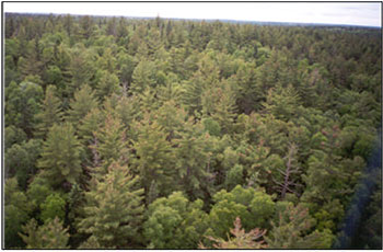 This photo shows Aerial view of old growth red and white pine.
