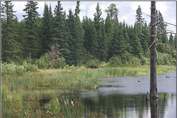 This photo shows Moose (centre) found in a wetland area on the reserve.