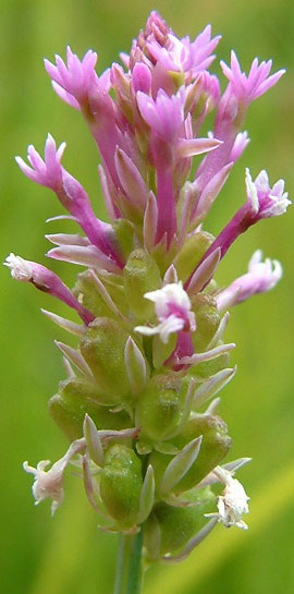 Pink Milkwort plant.