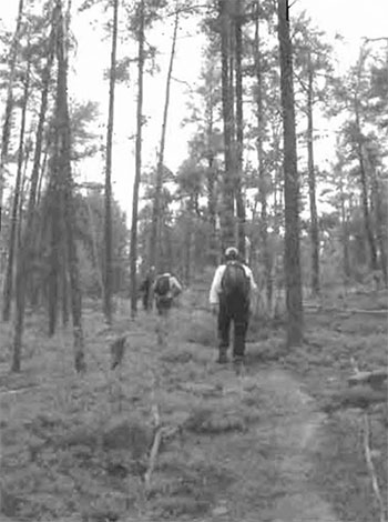 This photo shows Sparsely stocked jack pine stand near Tenfish Lake.