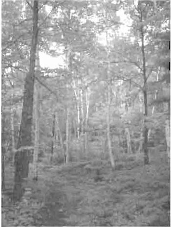 This photo shows White birch stand near Cobre Lake.