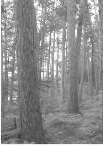This photo shows Old-growth red pine stand near Cobre Lake.