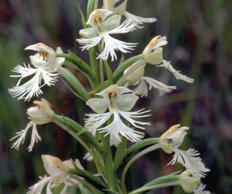 This is an image of the Eastern Prairie Fringed-orchid