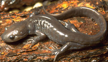 colour photograph of the Jefferson Salamander.