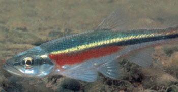 colour photograph of the Redside Dace minnow species.