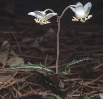 colour photograph of the Spotted Wintergreen perennial herb.