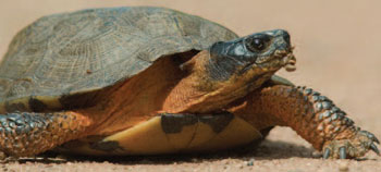 Photographie en couleur de la tortue du bois.