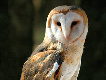 This is a photo of a Barn Owl
